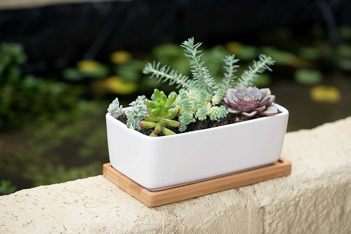 DIY Succulent Planter Pot Giveaway